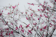 描写雪的农业谚语